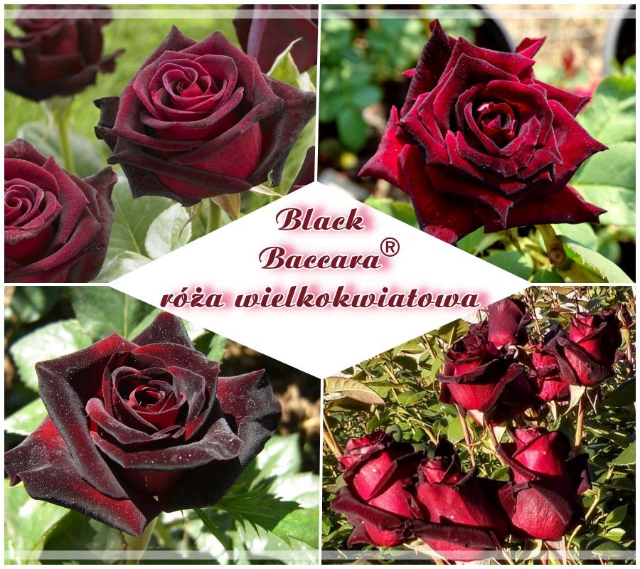 Black Baccara róża wielkokwiatowa